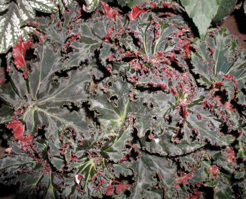 B. ‘Frilly Dilly’